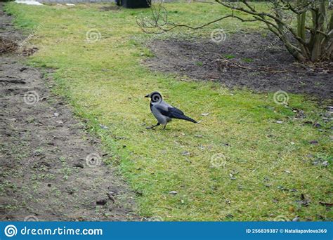 Corvus Cornix On The Grass In January The Hooded Crow Is A Eurasian