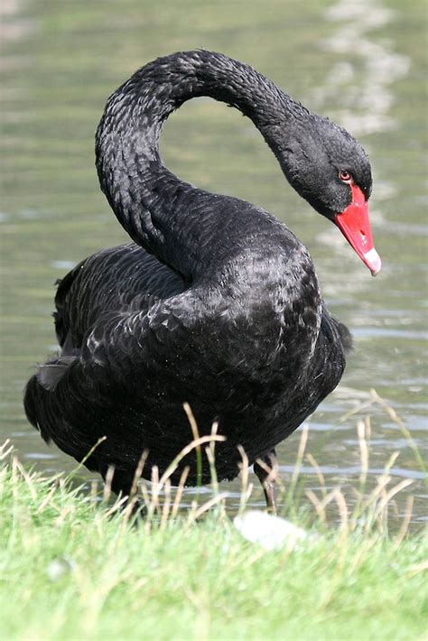 Black Swan Specialist Group