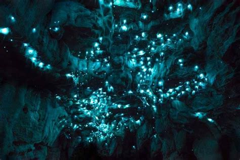 Luminosity A Photographer Captures A Cave Lit By Bioluminescent Worms
