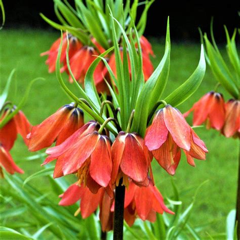 Fritillaria Crown Imperial Red Easy To Grow Bulbs