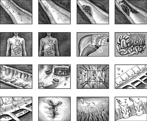 Pin About Storyboard Human Body And Storytelling On Scenario