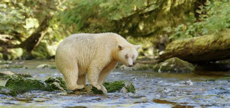 The Rare Elusive Spirit Bears Of British Columbia Public Radio East