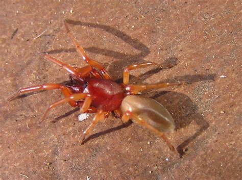 Red Spiders Biological Science Picture Directory