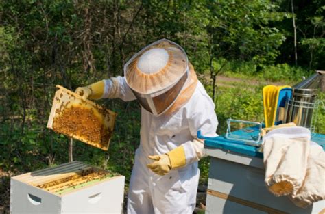 Former State Apiarist Teaching Beekeeping Courses At Uks Erec Uknow
