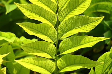 Bright Green Leaves Stock Image Image Of Detail Lush 33156959