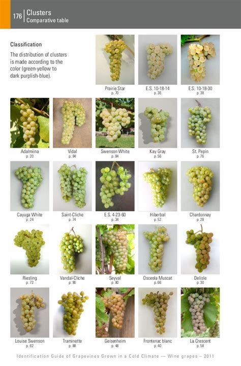 Identification Guide Of Grapevines Grown In A Cold Climate Wine Gra