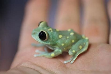 Adorable Baby Frog Photo