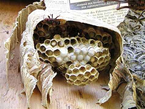 I have occasionally removed one of these nests in the daytime and found that the workers that were out collecting lunch rebuilt a new/smaller nest within days. Interesting Facts About Hornets: Large Wasps With Paper ...