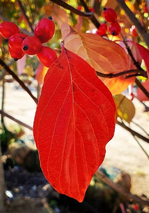 Flowering dogwood trees zone 9. Cornus florida 'Cherokee Princess' White Dogwood from ...