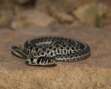 Checkered Garter Snake Facts Diet Habitat And Pictures On Animaliabio