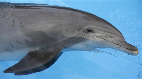 Sick Dolphins Tied To Bp Oil Spill