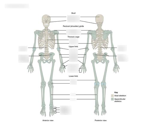 The Skeletal System Diagram Quizlet