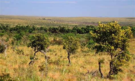 Geografia Do Tocantins Relevo Vegetação Clima Economia Recursos