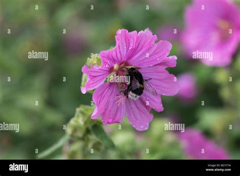 A Bumblebee On A Flower Stock Photo Alamy