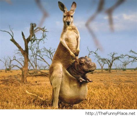 Baby animals funny animals cute animals wild animals photoshopped animals animal mashups photocollage bizarre tier fotos. Photoshop 2014 picture with animals - TheFunnyPlace