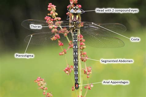 Dragonfly And Damselfly Biology National Biodiversity Data Centre