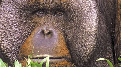 Sumatra Wildlife Holiday Orangutans And Elephants Pioneer Expeditions