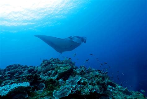My Top 5 Scuba Diving Destinations In Okinawa Japan