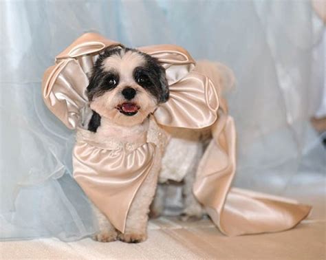 The Most Expensive Pet Wedding Estimated At 250000 Holds A Guinness