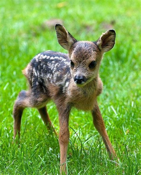 Baby Deer 😍 Follow Sweetguests For More