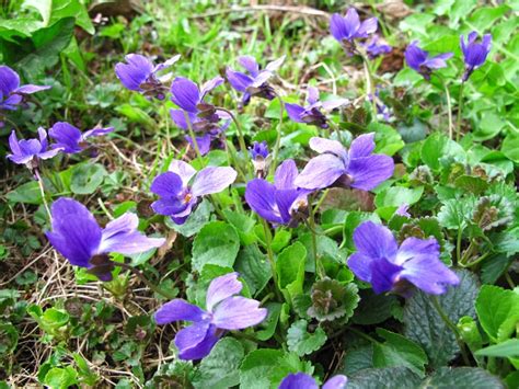 What to do if you touch these weeds. 7 Lovely Ways To Use Wild Violets