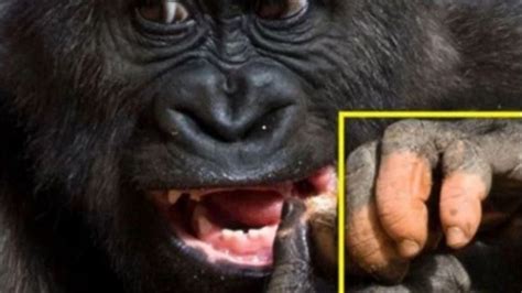 Anaka La Gorila Que Nació Con Una Mano Humana