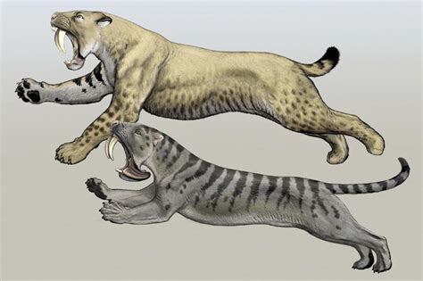 Extinct Big Cats Smilodon Prehistoric Animals Ancient Animals