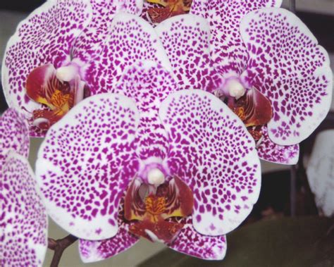 Phalaenopsis Culture Sheet — Illinois Orchid Society