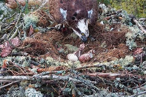 First Osprey Chick Of Season Hatches At Wildlife Reserve Uk