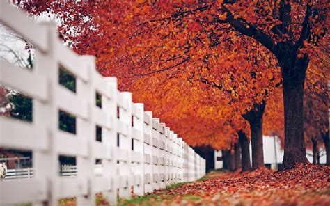 Fence White Trees Leaves Autumn Nature Wallpaper 1680x1050 30064