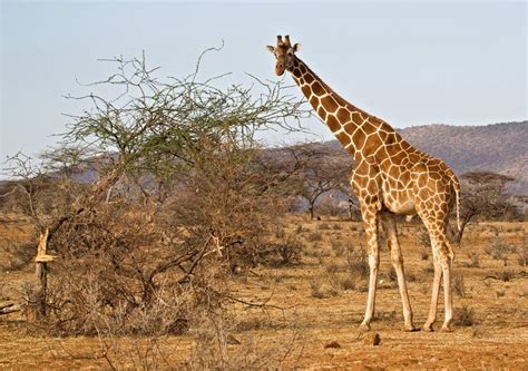 Nairobi Equator Isiolo Samburu Gretes Travels Giraffe Kenya