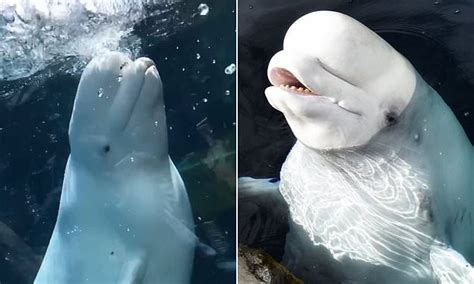 adorable moment a beluga whale appears delighted after soaking patrons at a connecticut aquarium