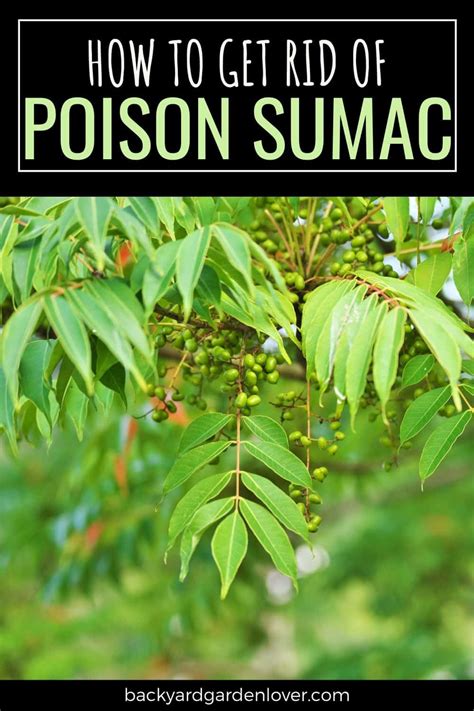 How To Get Rid Of Poison Sumac For Good