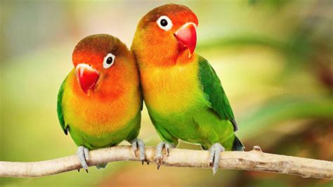 Beautiful Tropical Birds Colorful Parrots Love Birds