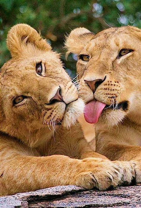 Catch The Unbelievable Lion Animal Pictures Funny