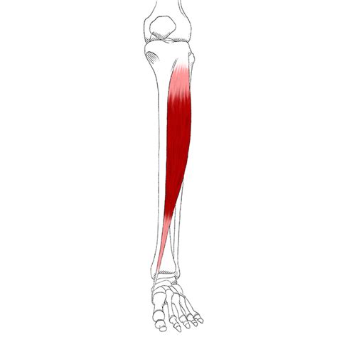 Tibialis Anterior Pain And Trigger Points