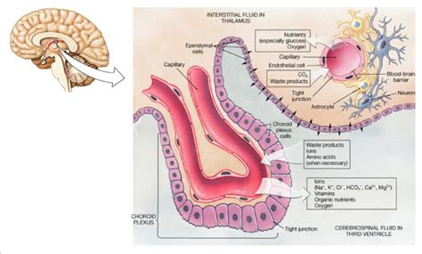 Schematic Summarizing The Arrangement Of Cells Within The Choroid