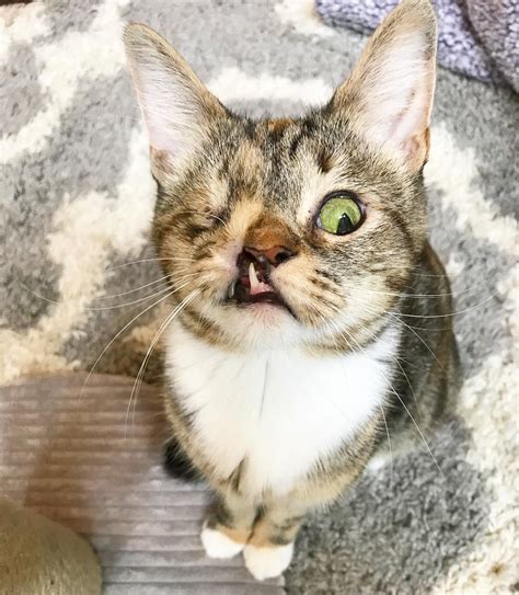 Some companies add partially hydrogenated oils to the regular type. Meet Peanut - A Snaggletooth One-Eyed Cutie That'll Melt ...