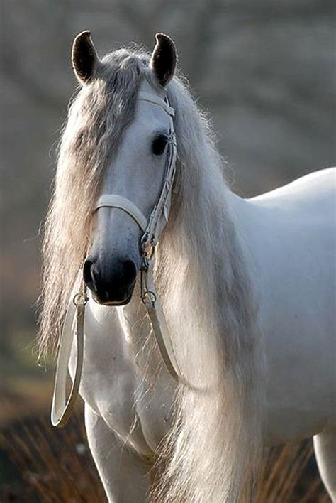 Andalusian White Horses Horses Pretty Horses