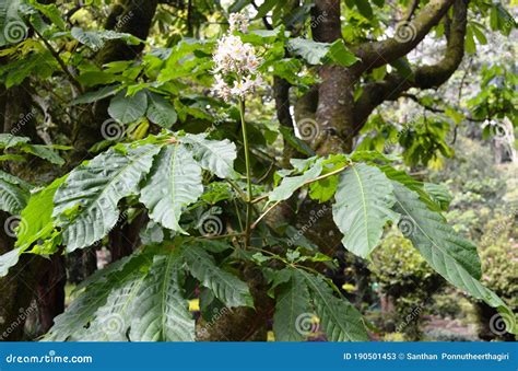 Aesculus Indica Indian Horse Chestnut Flowering Twig Stock Image