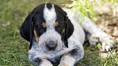 Bluetick Coonhound Price Temperament Life Span