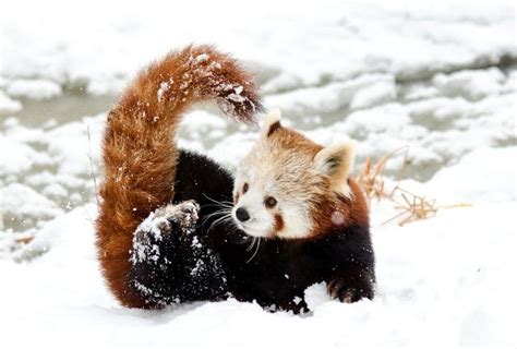Why Are Red Pandas Endangered And How Can We Help Utopia