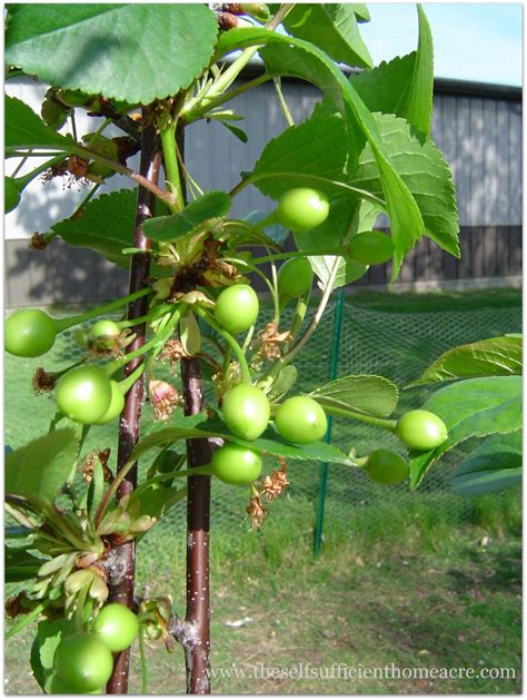 However, fruit trees can sometimes however, fruit trees can sometimes be destroyed by foraging animals like squirrels, rabbits, and raccoons. Fruit Trees for Self Sufficiency - The Self Sufficient ...
