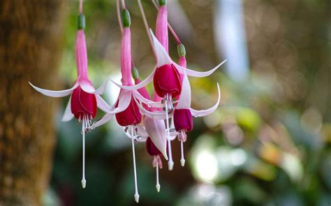 Fuchsia Flower Backgrounds Wallpaper Cave