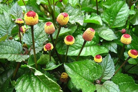 Spilanthes Acmella 1000 Seeds Etsy Uk