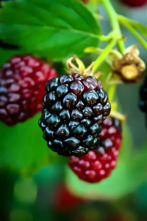 Arapaho Thornless Blackberry Bushes For Sale The Tree Center