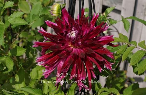 Plantfiles Pictures Formal Decorative Dahlia Caproz Pizzazz 1 By