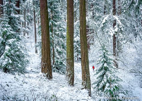 Snowy Forest Mount Tabor Portland Oregon Larry N Olson Photography