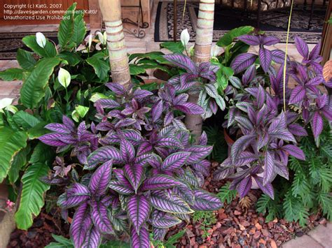 Plant Identification Closed Whats This Brilliant Purple Leaf Plant