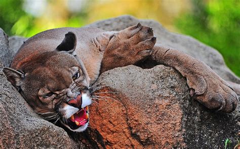 Cougars Wild Animal Cougar Cats Animals Hd Wallpaper Peakpx